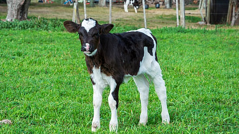 Calf Care Management
