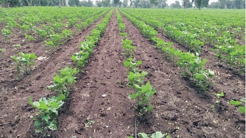 Sowing