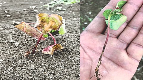 Cotton root rot disease 