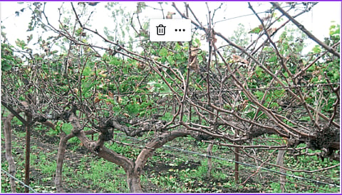 Grape Crop 