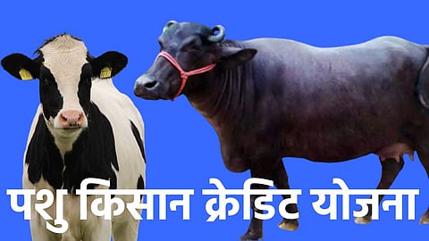 Cow, Bufflao