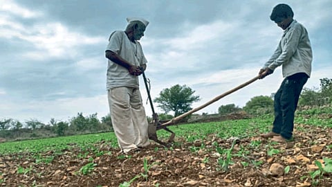 Kharif Sowing 