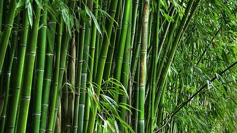 Bamboo Farming