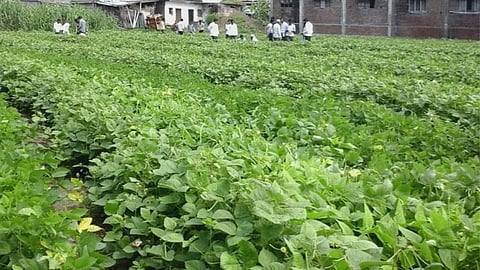 Organic Farming