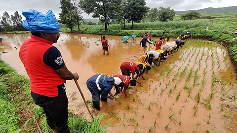 Paddy Plantation