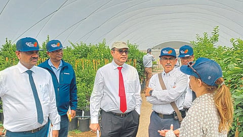 Clean Plant Program