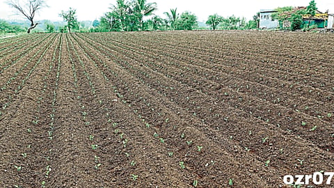 Sowing 