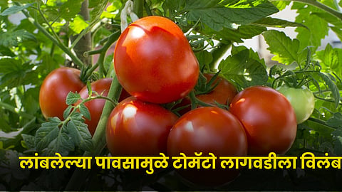Tomato