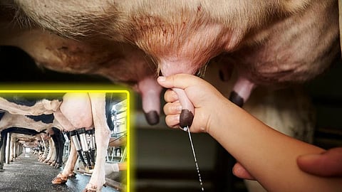Cow Milk