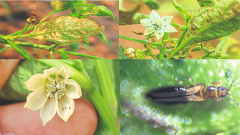 Black Thrips