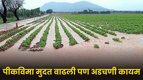 Crop Insurance 