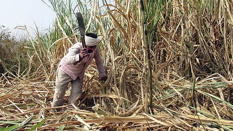 Sugarcane Workers