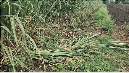 Sugarcane Crop Damage