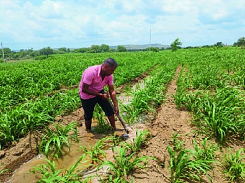 Farmer