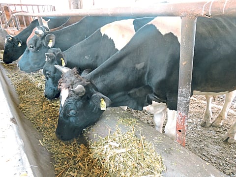 Animal Feed Management