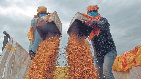 Agriculture Economy 