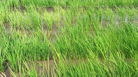 Kharif Season