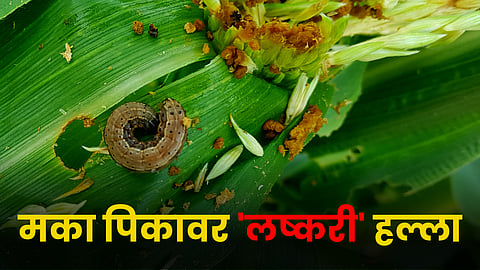 Maize Army Worm