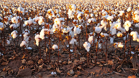 Cotton