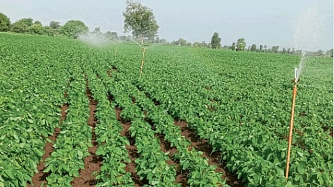 Kharif Crop