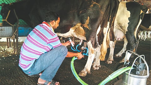Animal Care dudh vyavsay mahiti