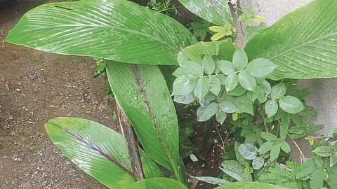 Wild Turmeric 
