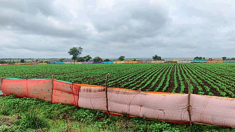 Crop Protection
