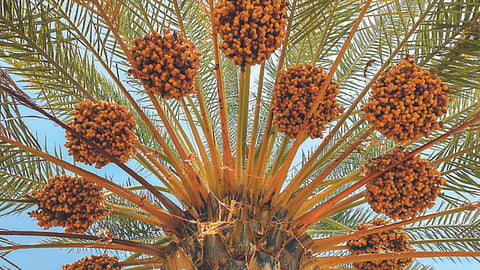 Date Crop 