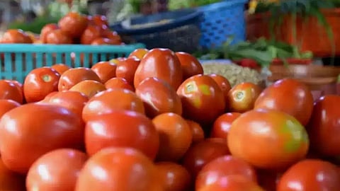 Tomatoes