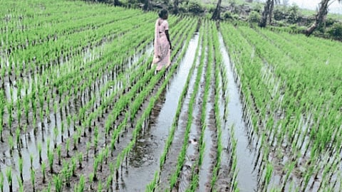 Paddy Plantation