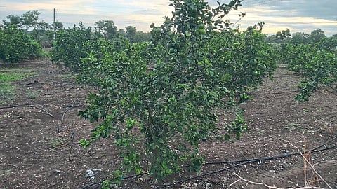 Mosambi Cultivation