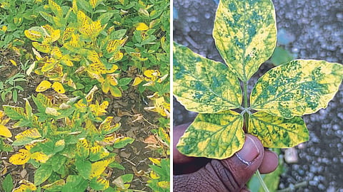 Soybean Disease