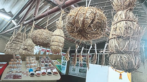 Deshi Seeds