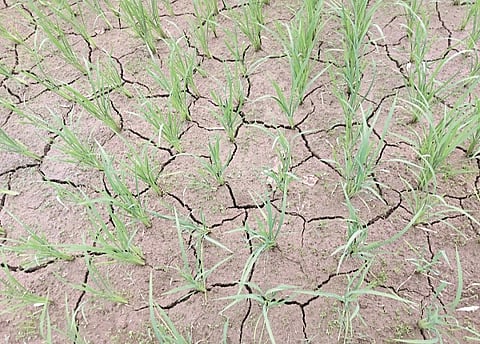 paddy crop