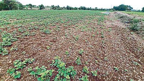 Crop Damage