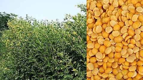 Turdal Rate