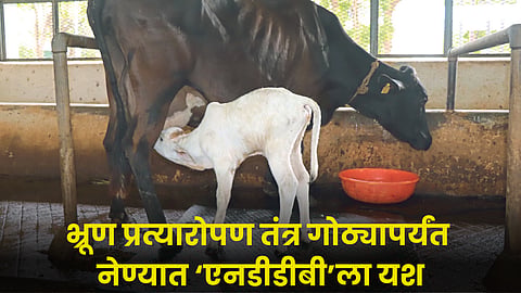 Animal care