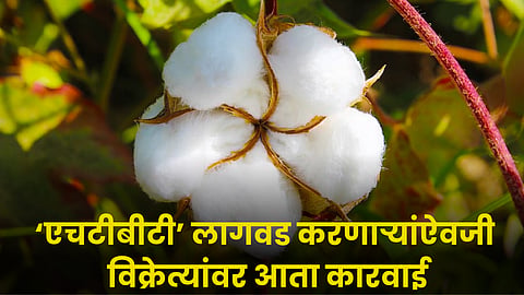 Cotton