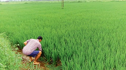 Paddy Farming 