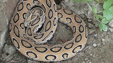 Farmer Snake Bite