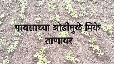 Kharif crops