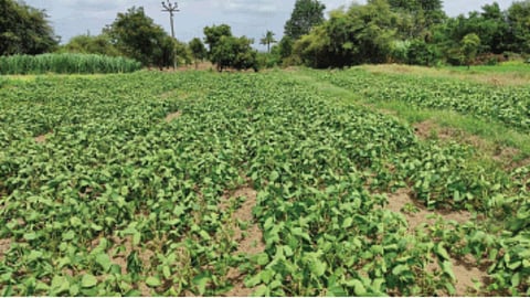 Crop Damage 
