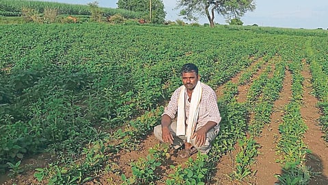 Crop Damage 