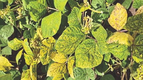 Mung, Urad Disease