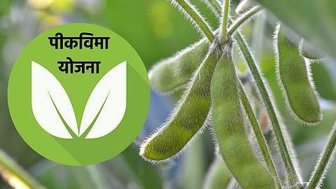 Crop Insurance