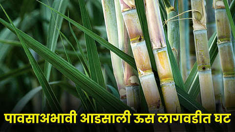 Sugarcane 