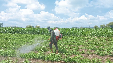 Cotton Weed Control
