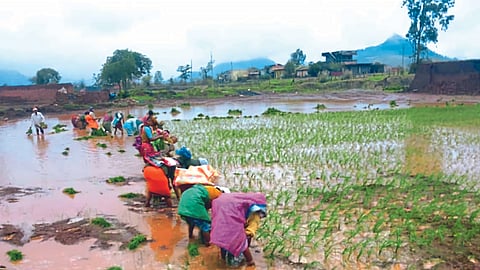 Paddy Farming