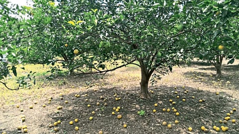 Citrus Crop Management 
