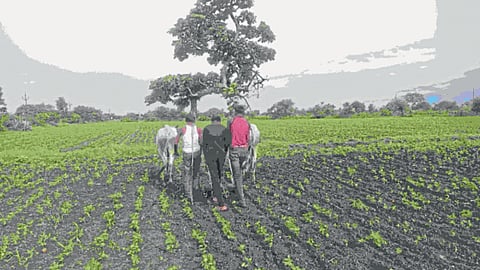 Agriculture Work 